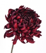 Jumbo Mum Chrysant burgundy